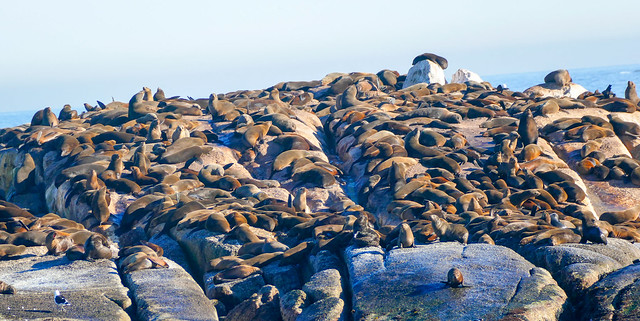 Nap Time on Seal Island