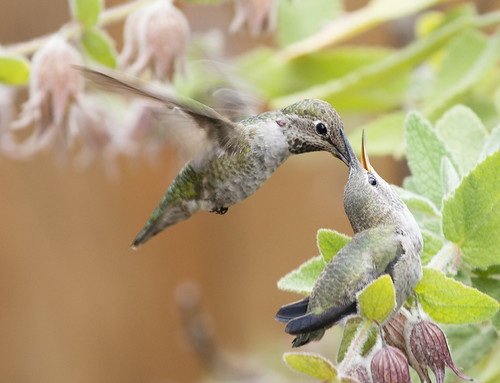 Hummingbird Feeding Fledged Chick | Vijayasimha Kadamby | Flickr