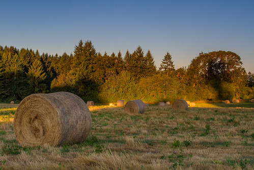 oregon canon hay agriculture acratech reallyrightstuff rrs washingtoncounty canonef24105mmf4lisusm eos7d