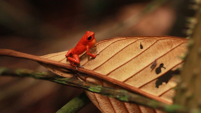 Male Poison Frog/ Macho de ranita roja venenosa (Oophaga pumilio)