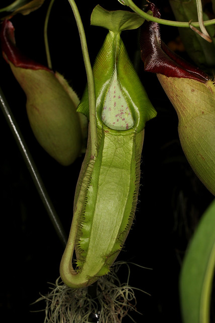 Nepenthes spathulata - WOC Singapore 2011-11-15 01