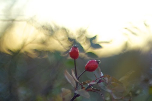 FD 50mm | by heavydreamer01