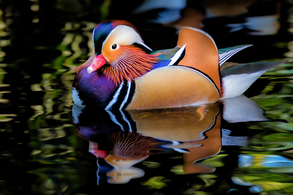 Mandarin Duck