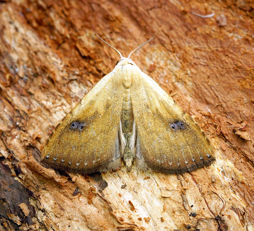 [2474] Straw Dot (Rivula sericealis) | Field Trip - Roughdow… | Flickr