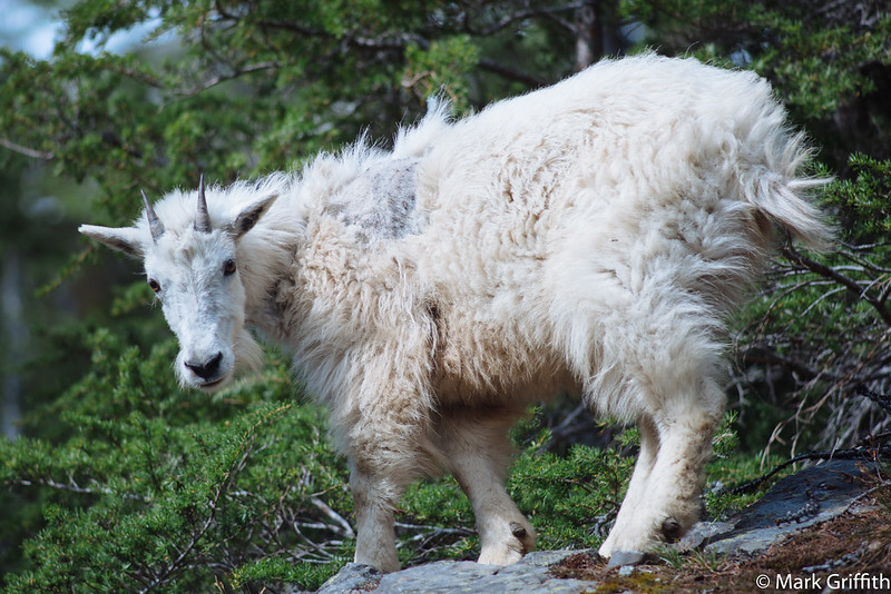 Mr. Goat