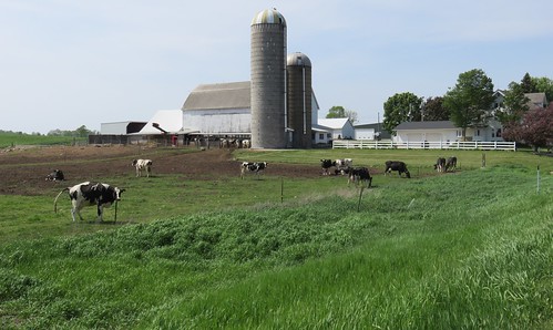 wisconsin wi landscapes animals cows cattle barns calumetcounty northamerica unitedstates us