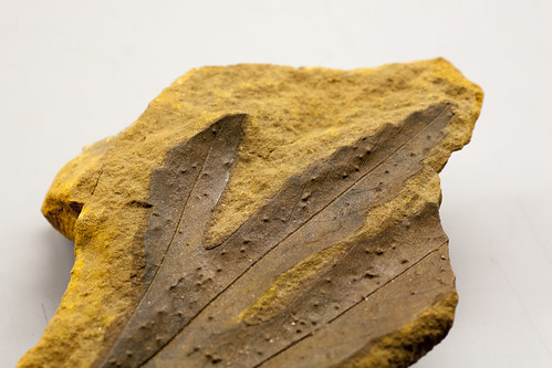 Leaf Fosil
