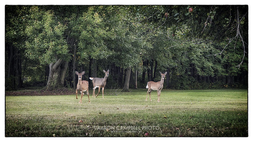 summer rural pennsylvania wildlife country border saturday september deer lehman 14th marketstreet vignette whitetail nepa appletrees luzernecounty backmountain 2013