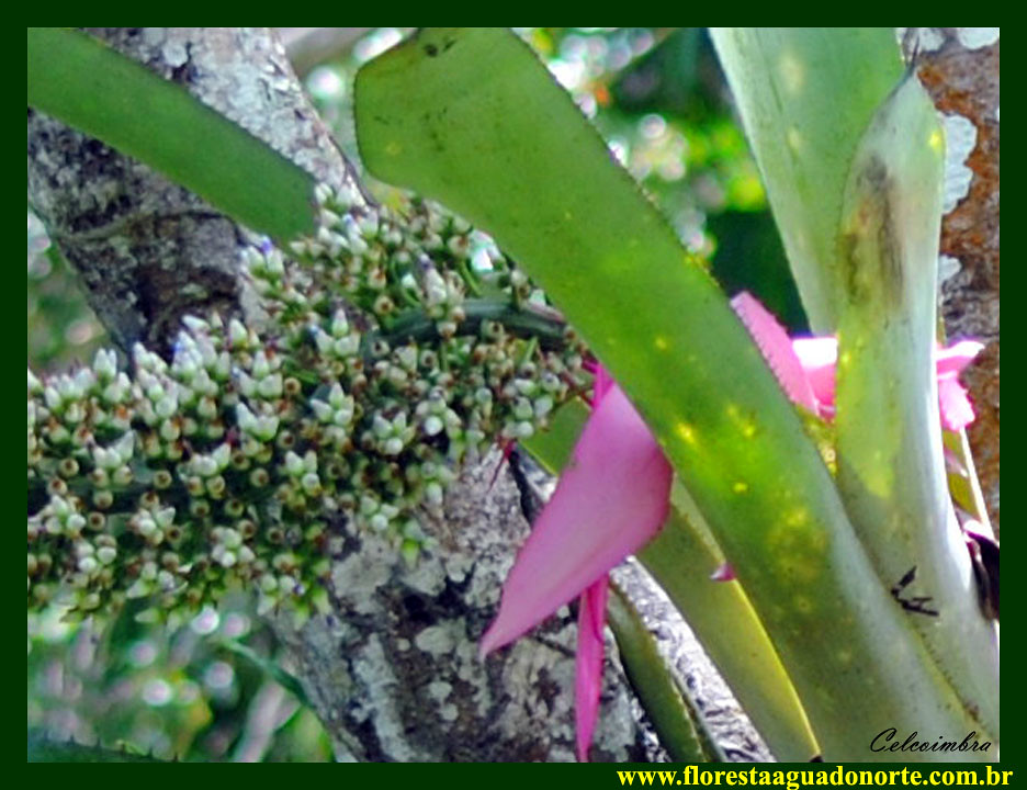 Amazônia Bromelia Aechmea castelnavii branca BROMELIACEAE … | Flickr