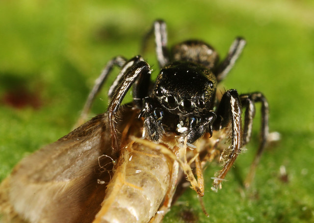 Arachtober 2013 - Male Jumping Spider