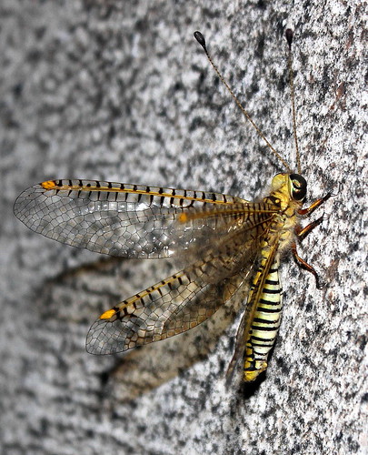 neuroptera insectindia owlfly ascalaphidae taxonomy:family=ascalaphidae biodiversityofsahyadri ogcogaster taxonomy:genus=ogcogaster
