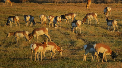 montana afternoon dusk antelope grassland herd i90 pronghorn interstate90 pronghornantelope