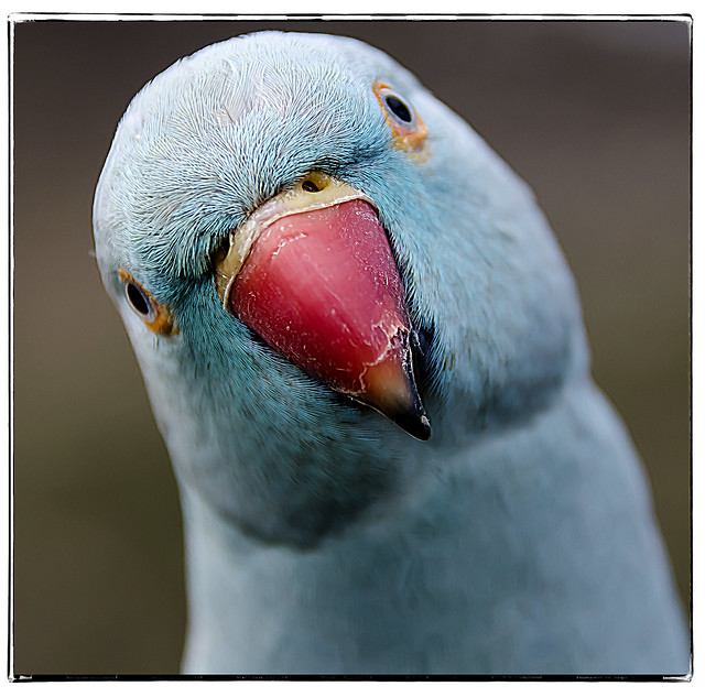 The Parrot Zoo, Friskney, Lincolnshire