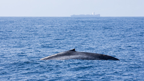 Whale scale | by loddeur