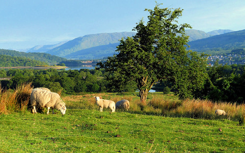 highlands moutons fortwilliam ecosse royaumeuni agneaux