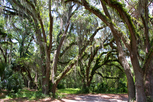 trees canon florida spanishmoss 7dmii