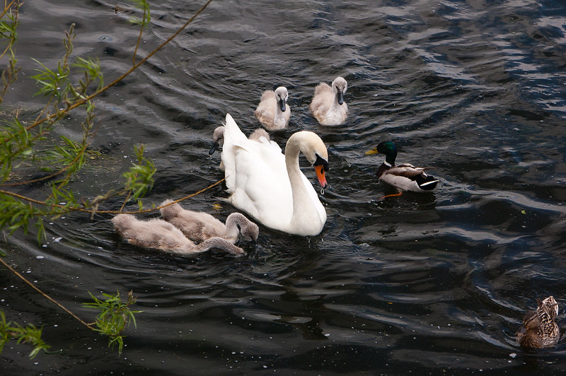 Swan and cygnets, Perton