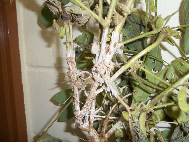 Infected soybean root