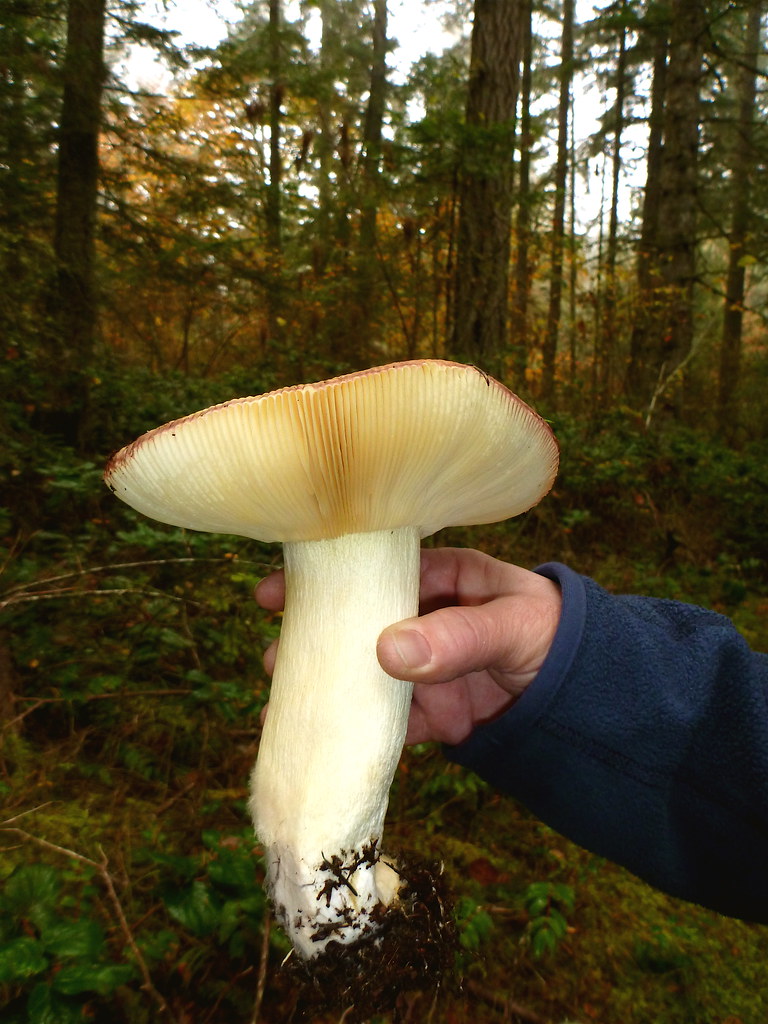 humungus fungus | Bak_40 | Flickr