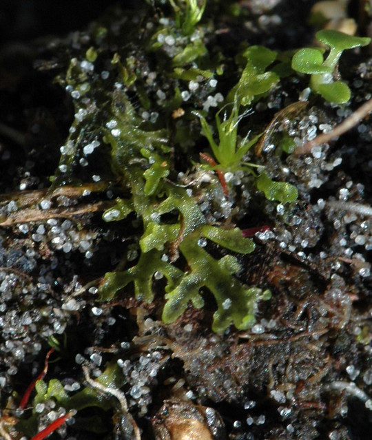 Riccardia chamedryfolia (Gewoon moerasvorkje)