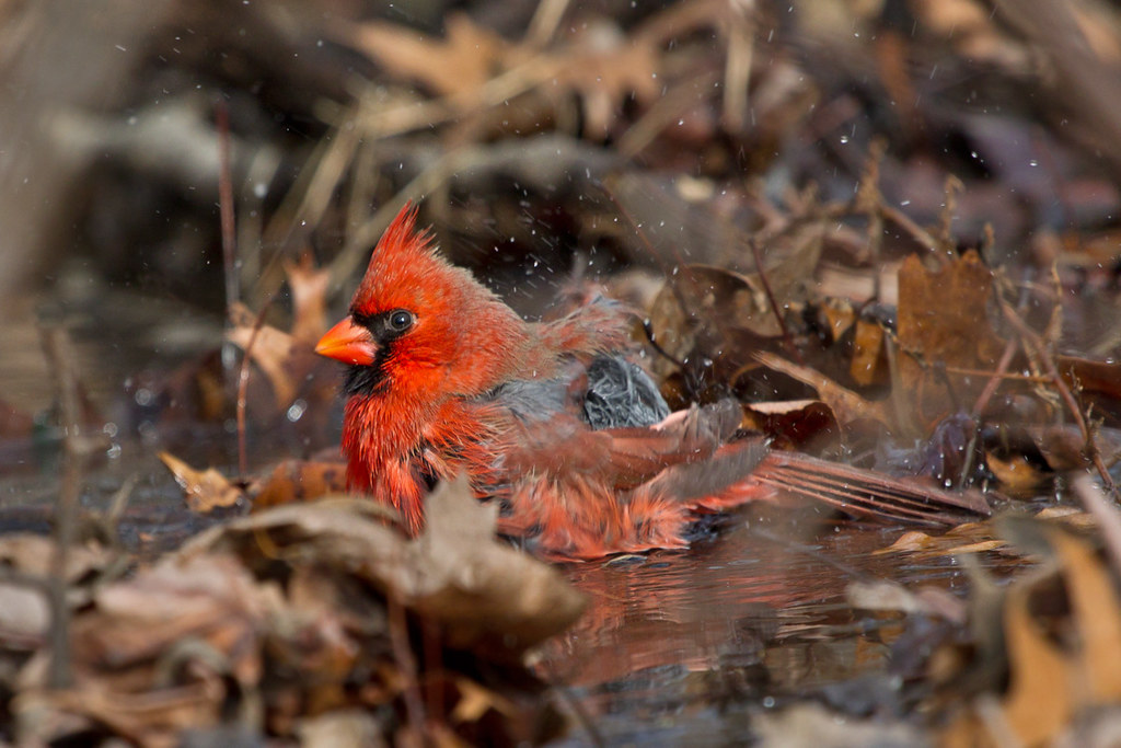 Male cardinal bathing