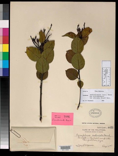 Symplocos cochinchinensis ssp coch~ v. imbricata (S imbri~, LT) US112666