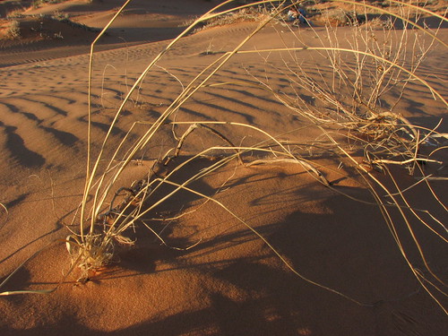 Sand Dunes 093 | by Chandler West