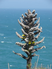 Puya chilensis - Los Vilos