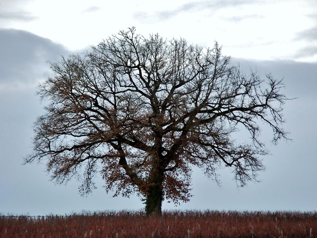 Old Oak Tree in Cognac Vineyard, La Brande, Charente-Maritime, SW France @ 28 December 2013