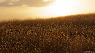 20140208-16-Sunset grass fields.jpg