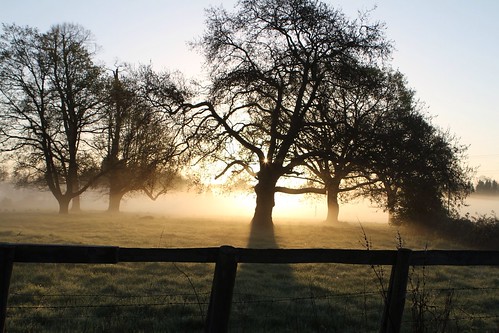 morning sky tree fog sunrise superb walk meditation simply uploaded:by=flickrmobile flickriosapp:filter=nofilter