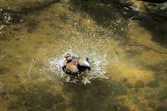 Jurong Bird Park