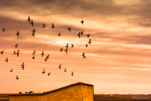 Palomas by allabar8769, Otero de Sariegos, Zamorapalomas kdd zamora nwn lagunasvillafafila