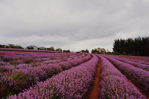 pink lavender tasmania