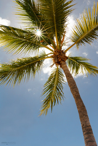 wood blue light shadow sky usa sun white tree green nature up leaves sunshine clouds america us nuvole day ray view unitedstates natural vivid natura palm cielo caribbean albero statiuniti naturale andreamoscato