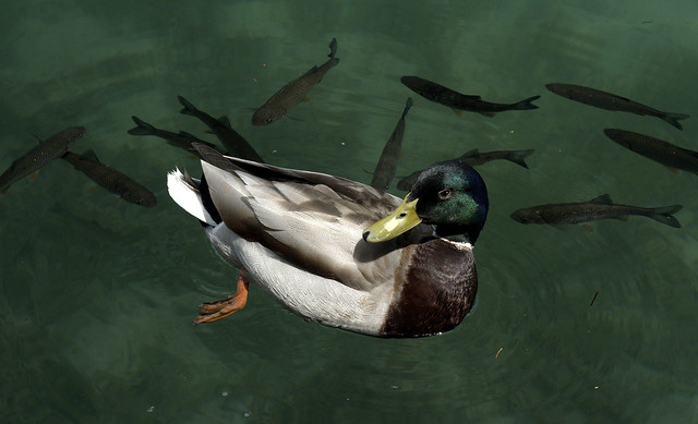 Mallard Duck in Plitvice Lake
