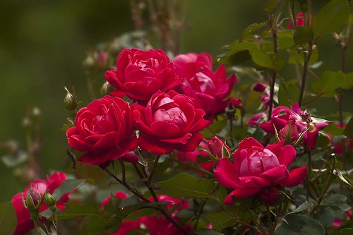 where to plant roses