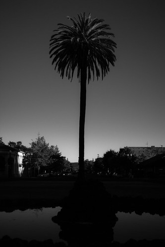 california sunset blackandwhite bw tree monochrome silhouette blackwhite sonoma palm