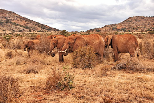 holiday elephant kenya east elefant kenia ost tsavo reise tsavoeast kenyaholiday tsavoost kenyaelephant keniaelefant