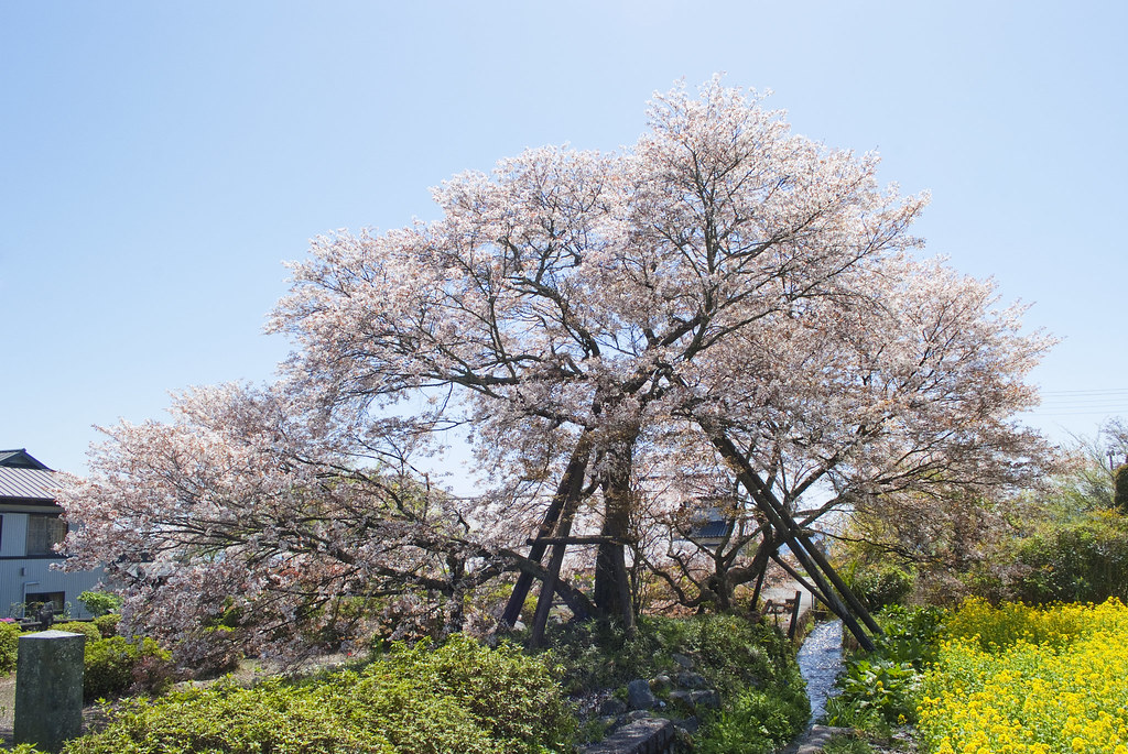 狩宿下馬桜5 静岡県富士宮市の写真です Masanori Sano Flickr