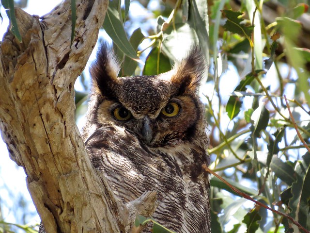 great horned owl-bolsa (4)