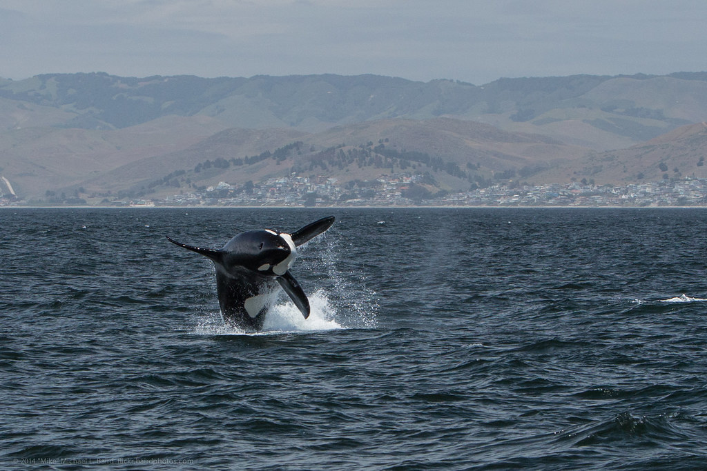 2014-05-08 Orca Killer Whale Morro Bay Breach Two