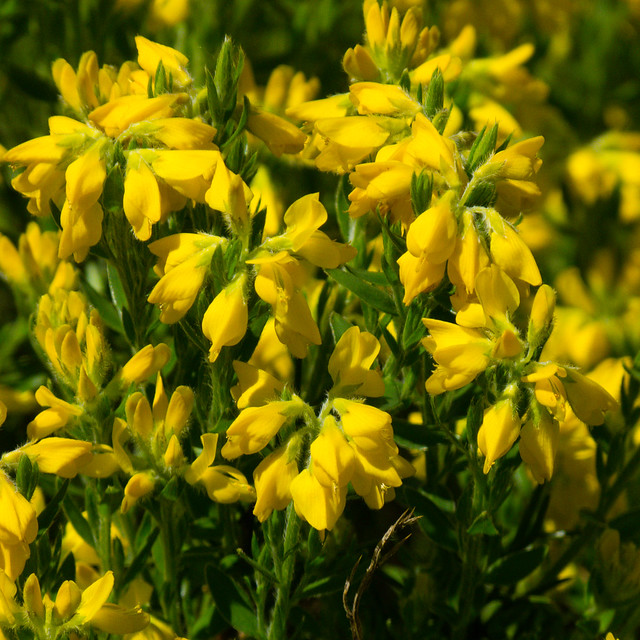 Yellow: mass of broom flowers