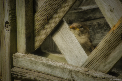 Peeking Through The Fence. Windsor, ON. | by Paul Thibodeau