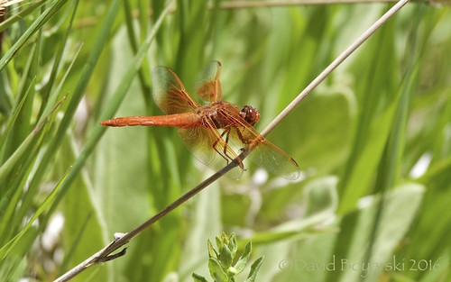 dragonfly pinevalleyut