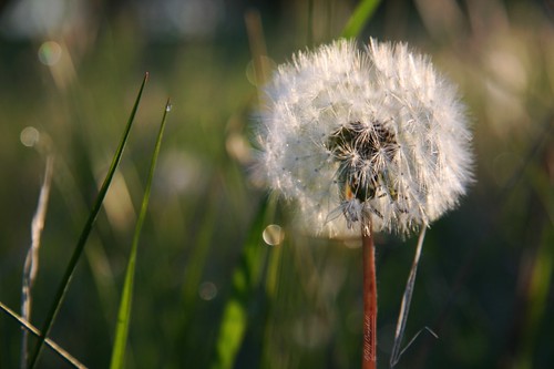 Dandelion Sunrise by TripCyclone, I came to this spot to get shots of a nearby <a href="http://www.flickr.com/photos/tripcyclone/87449