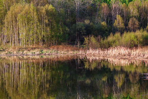 trees lake reflection texture water colors canon landscape alberta layers t2i chickakoolake chickacoo