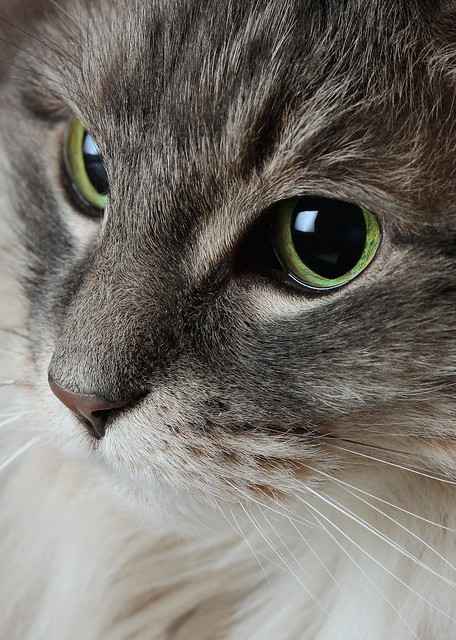 Close up of cat's face