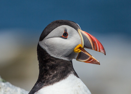 Laura's Birding Blog: Puffins! Distinctive Adaptations