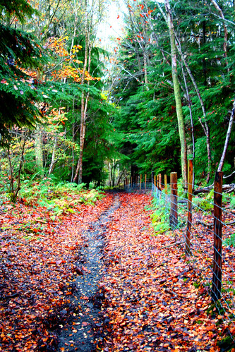 path | by beccyamymedhurst